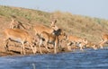 Saigas at a watering place drink water and bathe during strong heat and drought