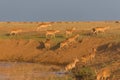 Saigas at a watering place drink water and bathe during strong heat and drought