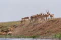 Saigas at a watering place drink water and bathe during strong heat and drought