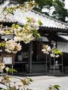 Cherry blossoms at Kichijoji, temple number 63 of Shikoku pilgrimage Royalty Free Stock Photo