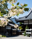 Cherry blossoms at Kichijoji, temple number 63 of Shikoku pilgrimage Royalty Free Stock Photo