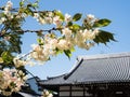 Cherry blossoms at Kichijoji, temple number 63 of Shikoku pilgrimage Royalty Free Stock Photo