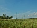 A sail in the Fens