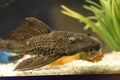 Sail Fin Leopard Pleco Fish