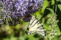 Sail moth Iphiclides podalirius