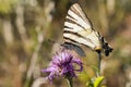 Sail moth Iphiclides podalirius