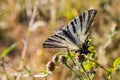 Sail moth Iphiclides podalirius