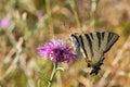 Sail moth Iphiclides podalirius