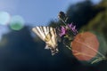 Sail moth Iphiclides podalirius