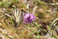 Sail moth Iphiclides podalirius