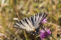 Sail moth Iphiclides podalirius