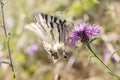 Sail moth Iphiclides podalirius