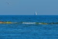 Sailboat in the distance with seabirds in forground