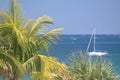 A sailboat glides past the beachfront palm tree along the eastern seaboard Royalty Free Stock Photo