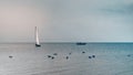 Sailboat heading for seagulls on a calm sea, Noirmoutier Island, France