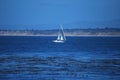 Sailboat in the Monterey Bay Royalty Free Stock Photo