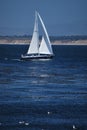 Sailboat in the Monterey Bay Royalty Free Stock Photo