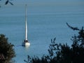 Sailboat near the coast seen from above among branches and leaves of trees