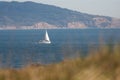 Sailboat sails near Northern California coast with grass in the foreground Royalty Free Stock Photo