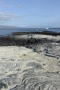 Sailboats at anchor off the rocks at Punta Espinosa, Fernandina Island, Galapagos Islands Royalty Free Stock Photo