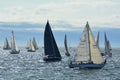 Sailboats getting ready for the start of the race.