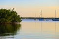 Sailboats and Mangroves