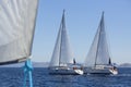 Sailboats participate in sailing regatta.