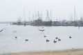 Sailboats and pelicans. Half Moon Bay, California, USA Royalty Free Stock Photo