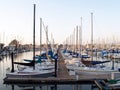 Sailboats tied up in berths in marina