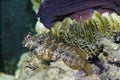 Sailfin Algae Blennie (Salarias fasciatus) Royalty Free Stock Photo