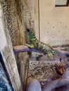 The sailfin dragon is sitting in the cage Royalty Free Stock Photo