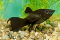 Sailfin molly, black Molly