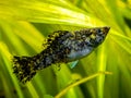 Sailfin molly Poecilia latipinna in a fish tank with blurred background