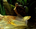 Sailfin Molly, poecilia velifera, Aquarium Fishes