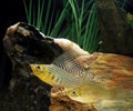 Sailfin Molly, poecilia velifera, Aquarium Fishes