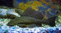 Sailfin Pleco. Plecostumus fish. Loricariidae Royalty Free Stock Photo