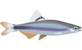 Sailfin Shiner Minnow Illustration