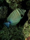 Sailfin tang Royalty Free Stock Photo