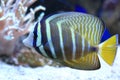 Sailfin tang