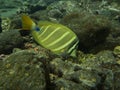 Sailfin Tang