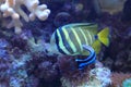 Sailfin tang Royalty Free Stock Photo