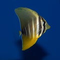 Juvenile Sailfin Tang