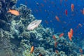 Sailfin Tang and Anthias in Coral Reef