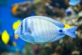 Sailfin Tang fish Royalty Free Stock Photo