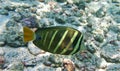 Sailfin Tang fish swimming over sunlit reef, Kona, Hawaii Royalty Free Stock Photo