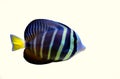 Sailfin Tang fish - Zebrasoma velifer Royalty Free Stock Photo