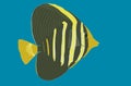 Sailfin Tang (juvenile) (mane'one'o)