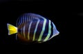 Sailfin Tang fish - Zebrasoma velifer Royalty Free Stock Photo