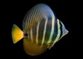 Sailfin Tang fish - Zebrasoma velifer Royalty Free Stock Photo