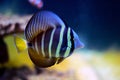 Sailfin Tang fish - Zebrasoma velifer Royalty Free Stock Photo